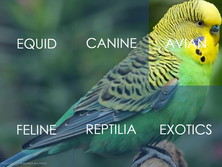 Interactive Animal Dentition Module