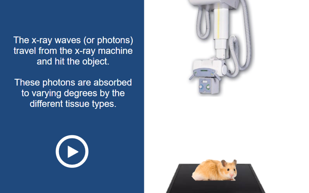 Veterinary Radiography