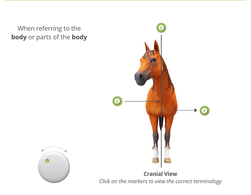 Mastering Anatomical Terminology: A Microlearning Approach
