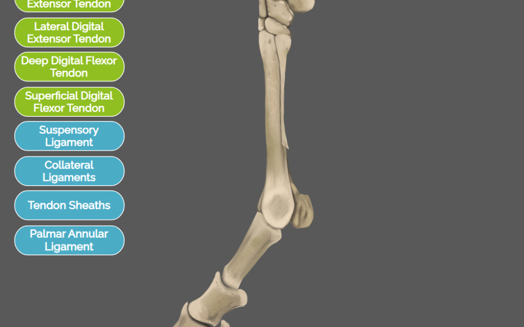 Distal limb dynamics